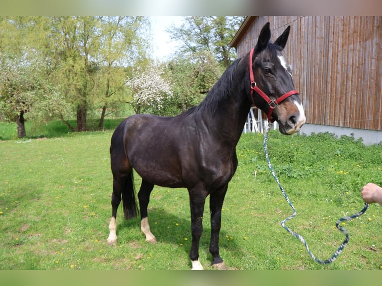 Hanovrien Jument 18 Ans 160 cm Noir in Mönchberg