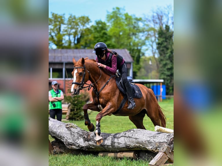 Hanovrien Jument 18 Ans 162 cm Alezan in Goch