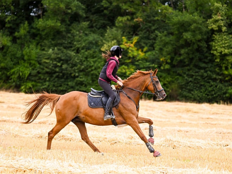 Hanovrien Jument 18 Ans 162 cm Alezan in Goch