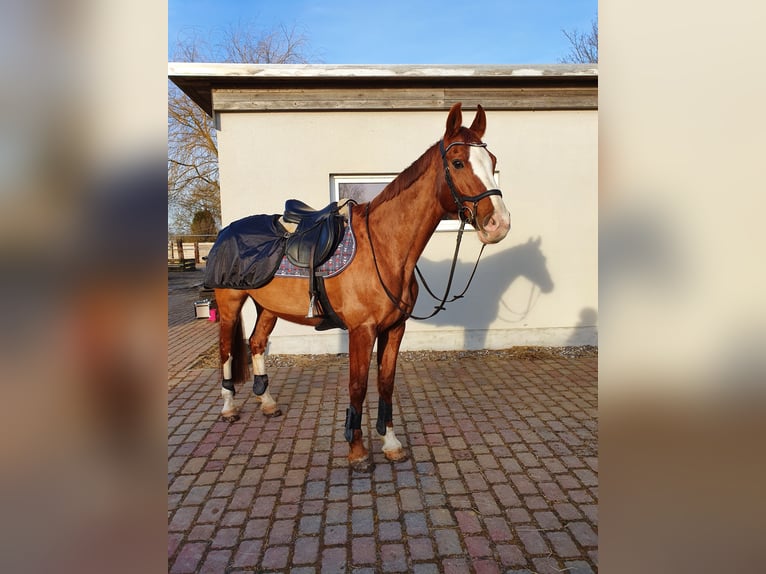 Hanovrien Jument 18 Ans 164 cm Alezan in Weitenhagen
