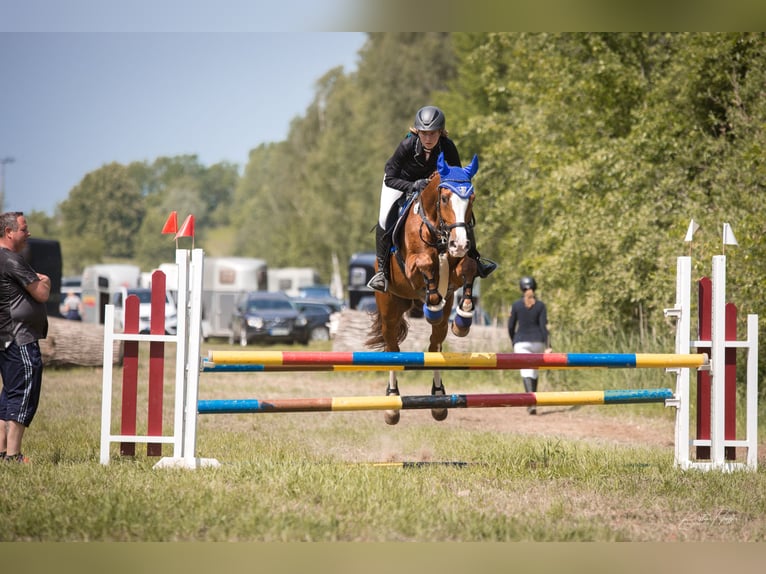 Hanovrien Jument 18 Ans 164 cm Alezan in Weitenhagen