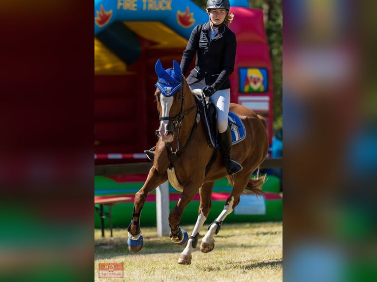 Hanovrien Jument 18 Ans 164 cm Alezan in Weitenhagen