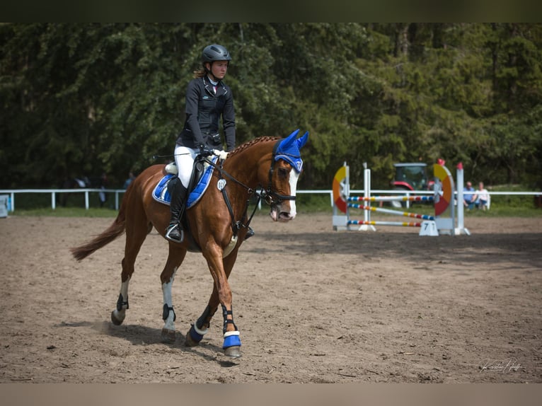 Hanovrien Jument 18 Ans 164 cm Alezan in Weitenhagen