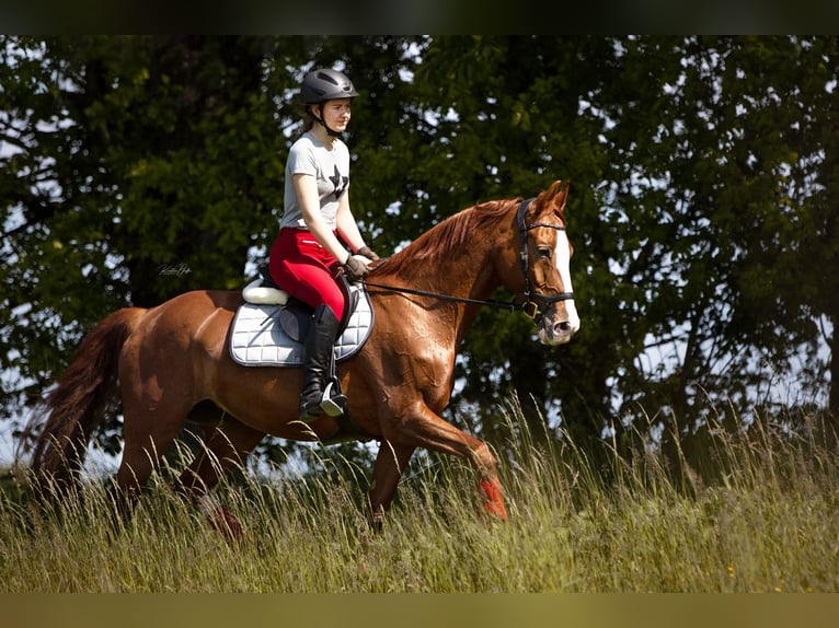 Hanovrien Jument 18 Ans 164 cm Alezan in Weitenhagen