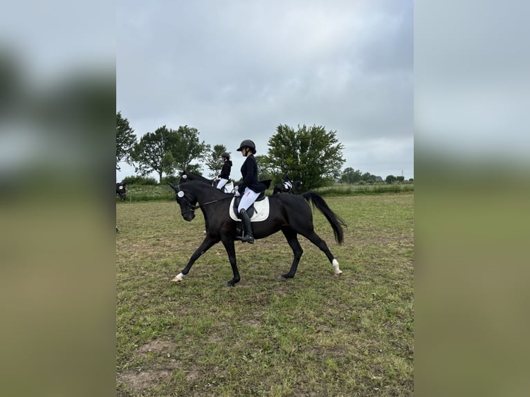 Hanovrien Jument 18 Ans 164 cm Noir in Flensburg