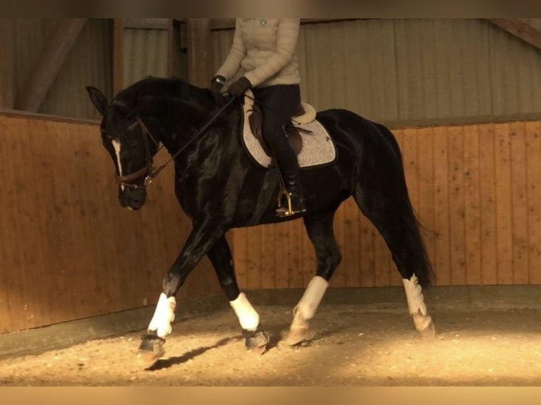 Hanovrien Jument 18 Ans 165 cm Noir in Rottach-Egern