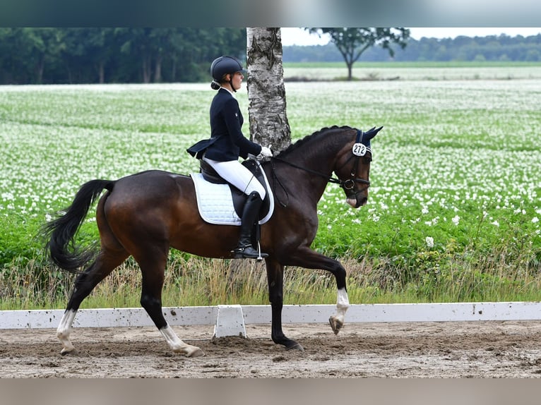 Hanovrien Jument 18 Ans 168 cm Bai brun in Dörverden