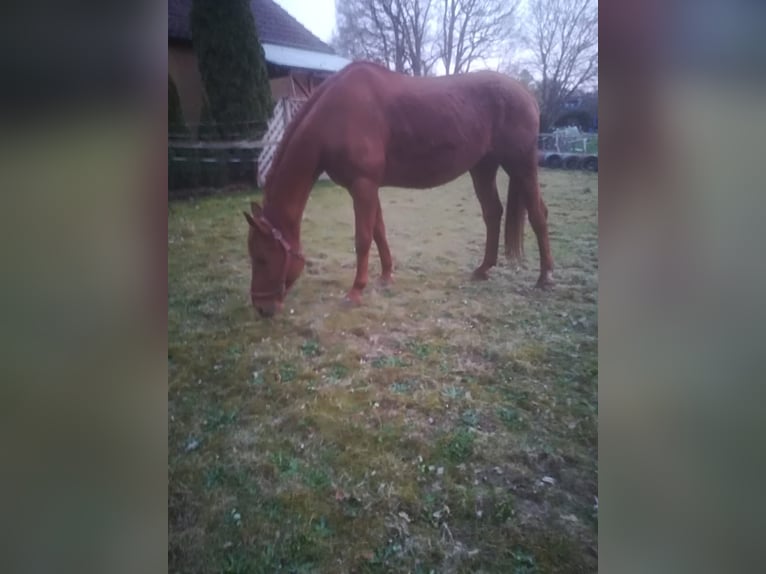Hanovrien Jument 18 Ans 170 cm Alezan in Greven