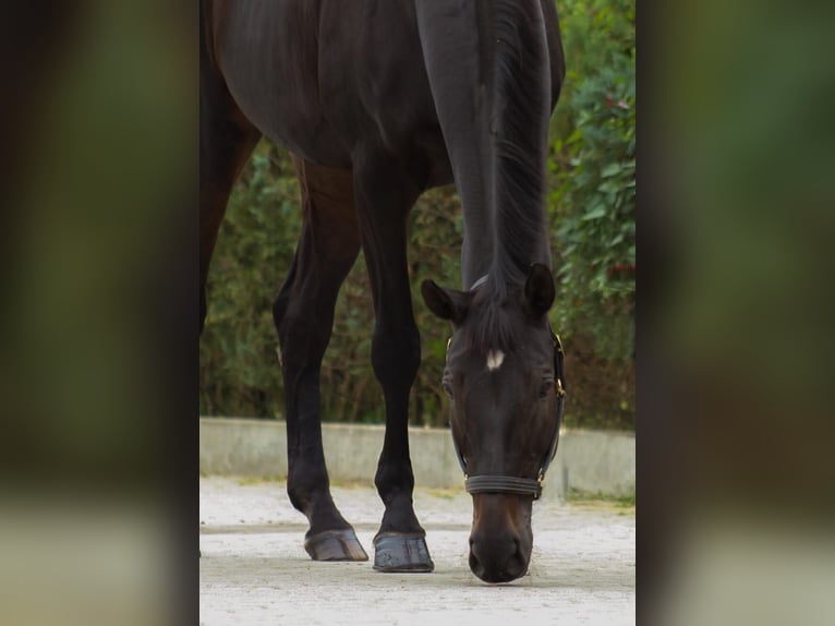 Hanovrien Jument 18 Ans 170 cm Bai brun foncé in Frankenthal (Pfalz)