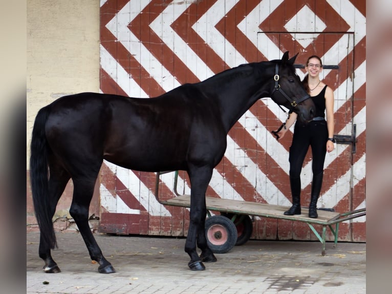 Hanovrien Jument 18 Ans 170 cm Bai brun foncé in Frankenthal (Pfalz)