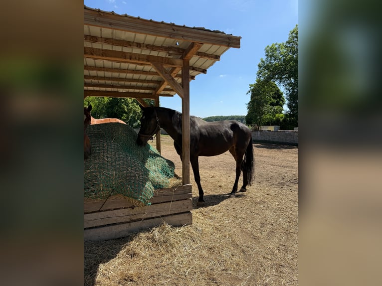 Hanovrien Jument 18 Ans 170 cm Bai brun foncé in Frankenthal (Pfalz)