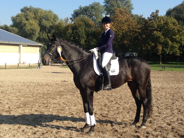 Hanovrien Jument 18 Ans 170 cm Bai brun foncé in Frankenthal (Pfalz)