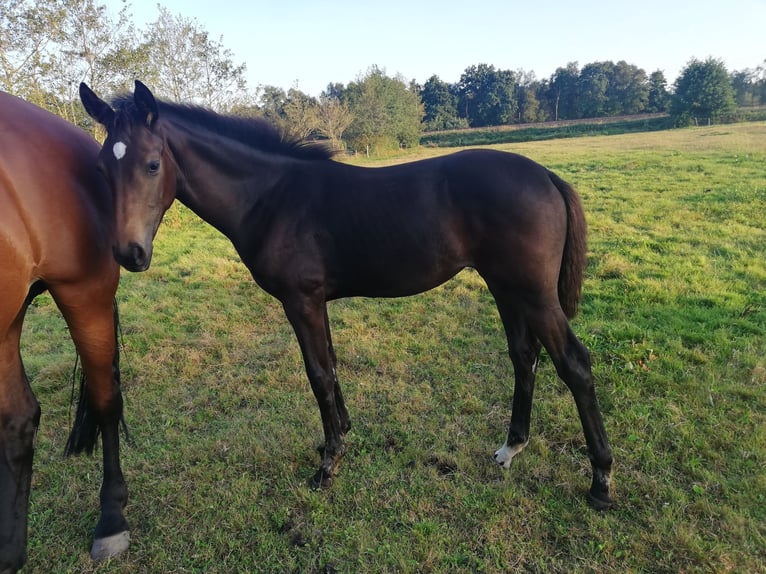 Hanovrien Jument 18 Ans 170 cm Bai in Oyten