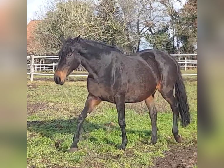 Hanovrien Jument 18 Ans 172 cm Bai brun in Ratekau