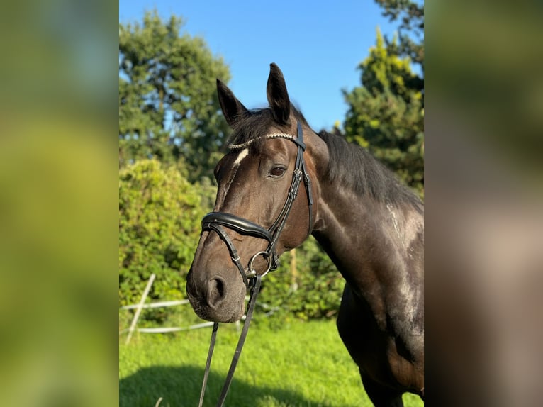 Hanovrien Jument 18 Ans 172 cm Bai brun foncé in Bünde