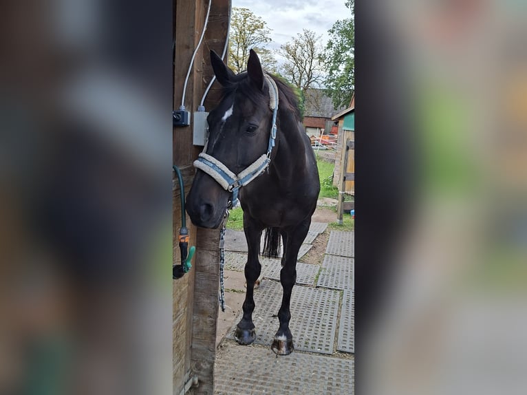 Hanovrien Jument 18 Ans 172 cm Bai brun foncé in Bünde