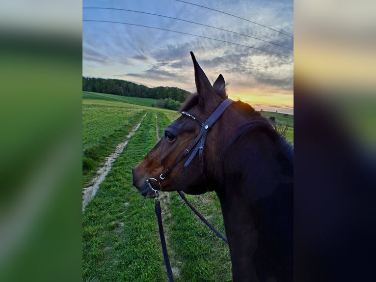 Hanovrien Croisé Jument 19 Ans 160 cm Bai in Rheinfelden