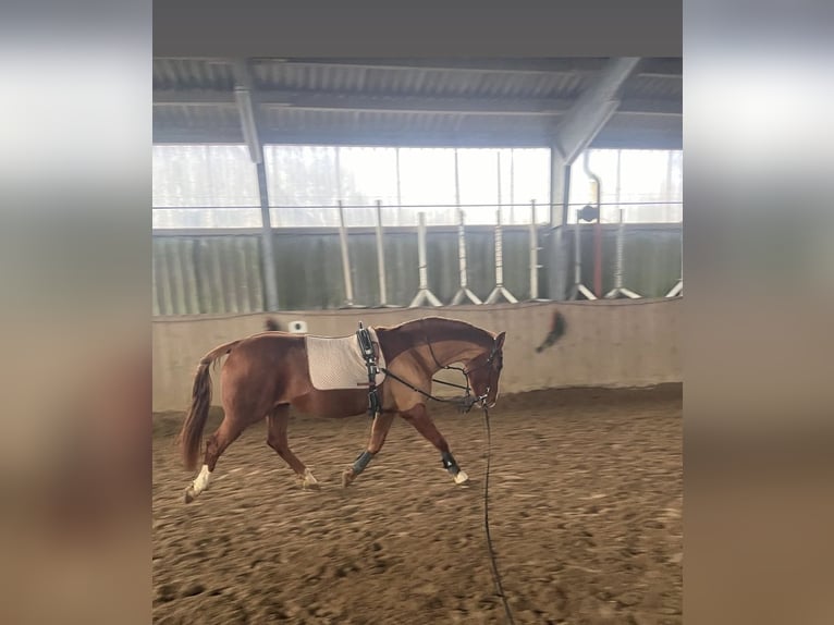 Hanovrien Jument 19 Ans 160 cm in Hameln