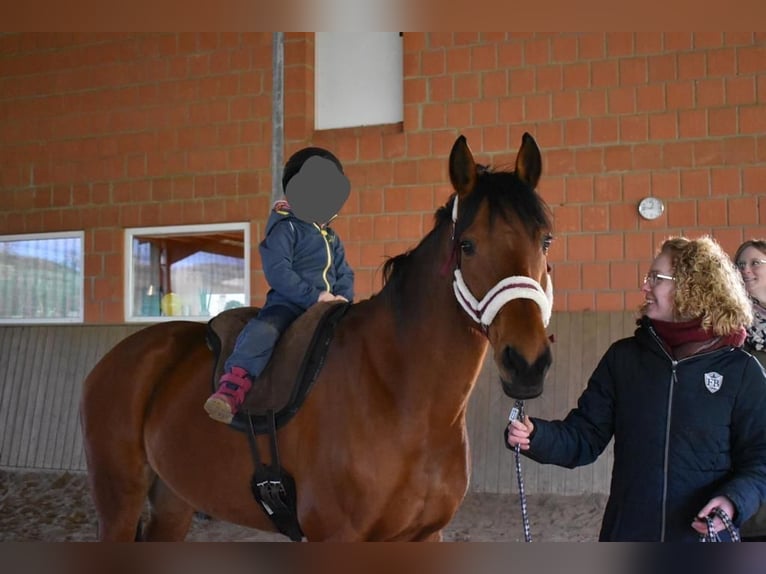 Hanovrien Jument 19 Ans 162 cm Bai in Sundern