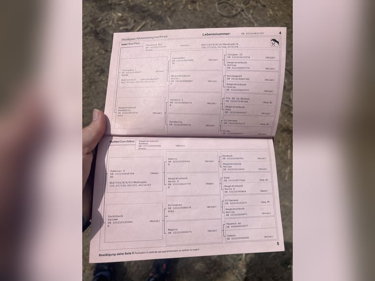 Hanovrien Jument 19 Ans 162 cm Bai in Sundern