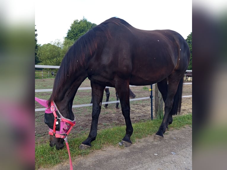 Hanovrien Jument 19 Ans 163 cm Bai brun in Schermbeck