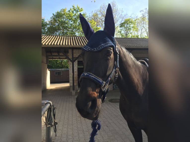 Hanovrien Jument 19 Ans 165 cm Bai brun foncé in Brechen