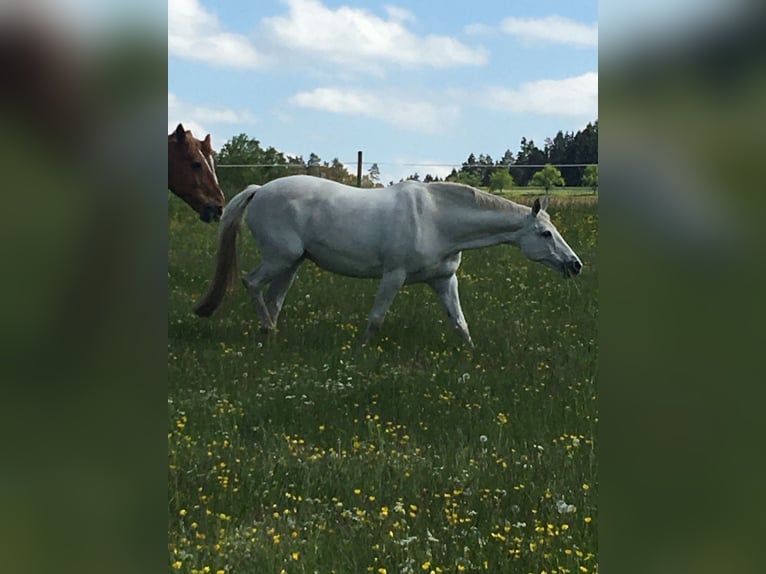 Hanovrien Jument 19 Ans 165 cm Gris in Baiersbronn