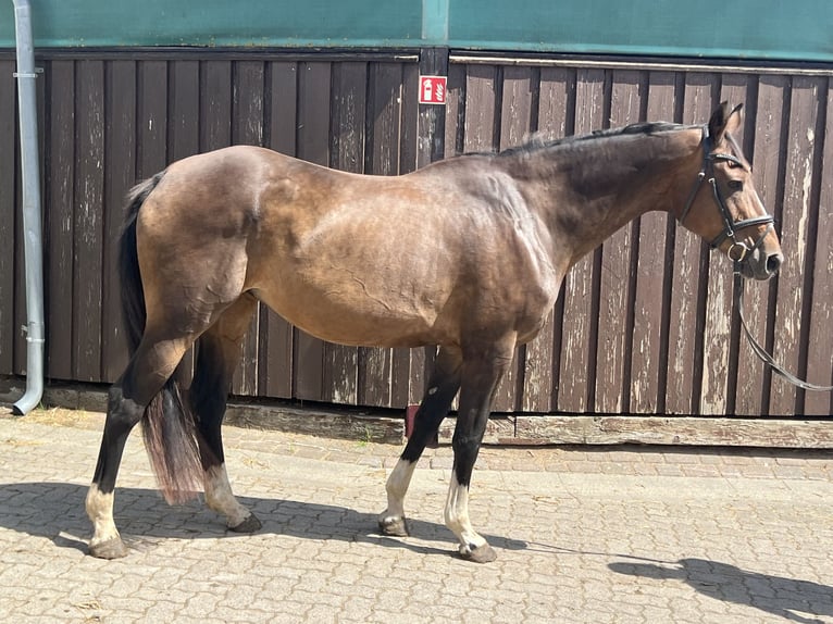 Hanovrien Jument 19 Ans 170 cm Bai in Sassen-Trantow