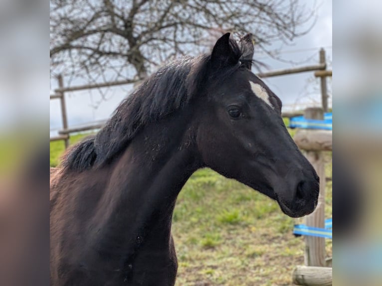 Hanovrien Jument 1 Année 157 cm Bai brun in Herren-Sulzbach