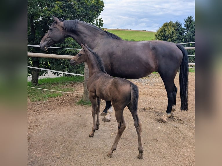 Hanovrien Jument 1 Année 164 cm Bai brun in Herren-Sulzbach