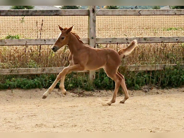 Hanovrien Jument 1 Année 166 cm Peut devenir gris in Langenau