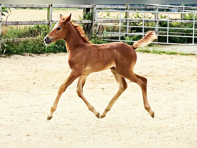 Hanovrien Jument 1 Année 166 cm Peut devenir gris in Langenau