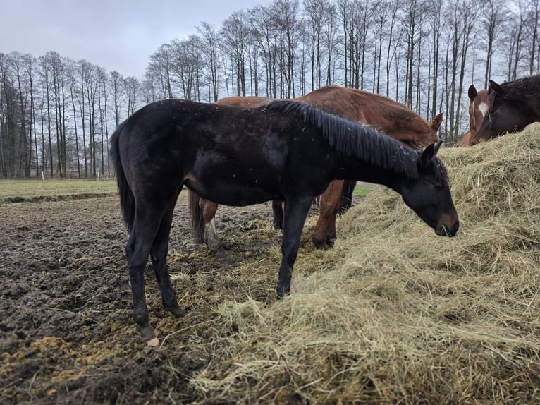 Hanovrien Jument 1 Année 167 cm Bai brun in Żory