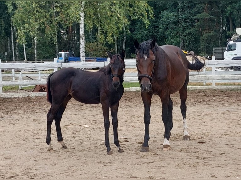 Hanovrien Jument 1 Année 167 cm Bai brun in Żory