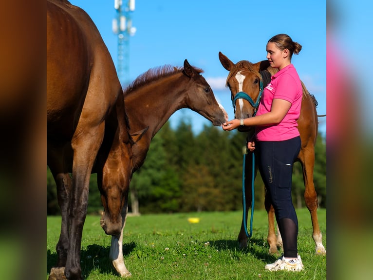 Hanovrien Jument 1 Année 168 cm Alezan brûlé in Trois-Ponts