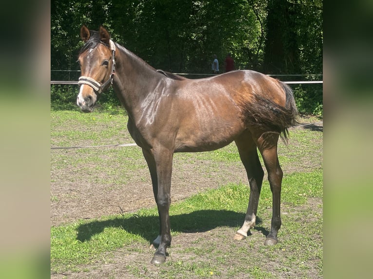 Hanovrien Jument 1 Année 168 cm Bai brun in Verl