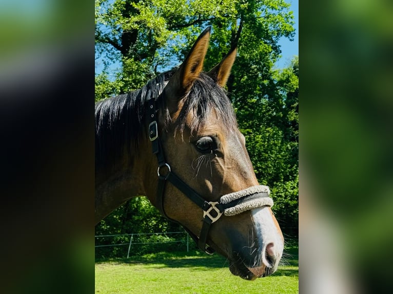 Hanovrien Jument 1 Année 168 cm Bai brun in Verl