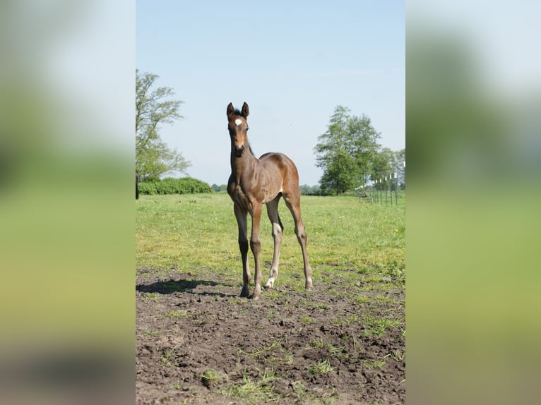 Hanovrien Jument 1 Année 168 cm Bai brun foncé in Oyten