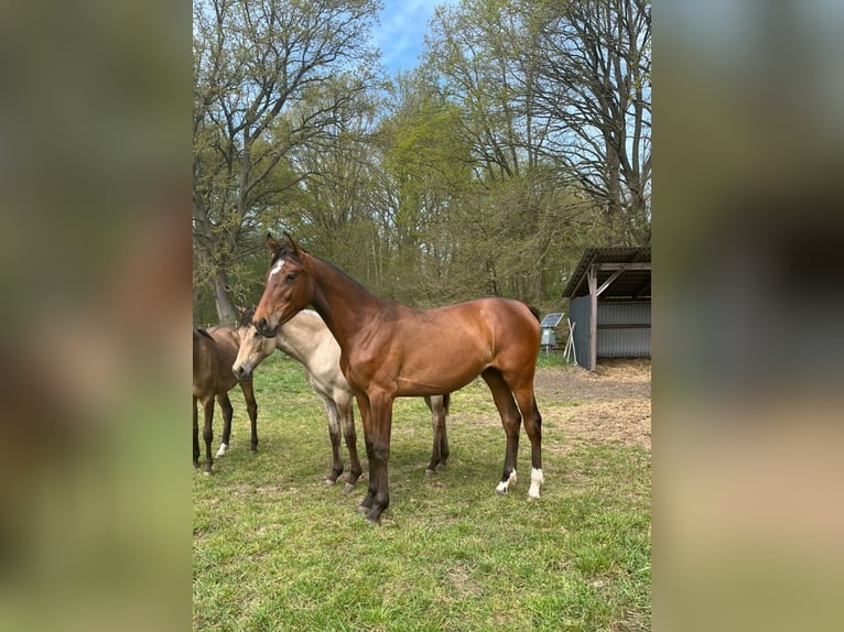 Hanovrien Jument 1 Année 168 cm Bai in Bienenbüttel