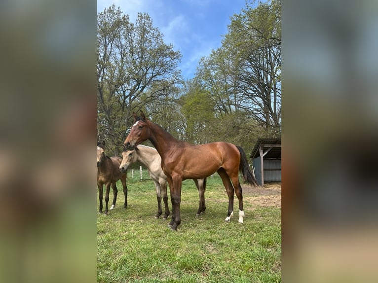 Hanovrien Jument 1 Année 168 cm Bai in Bienenbüttel