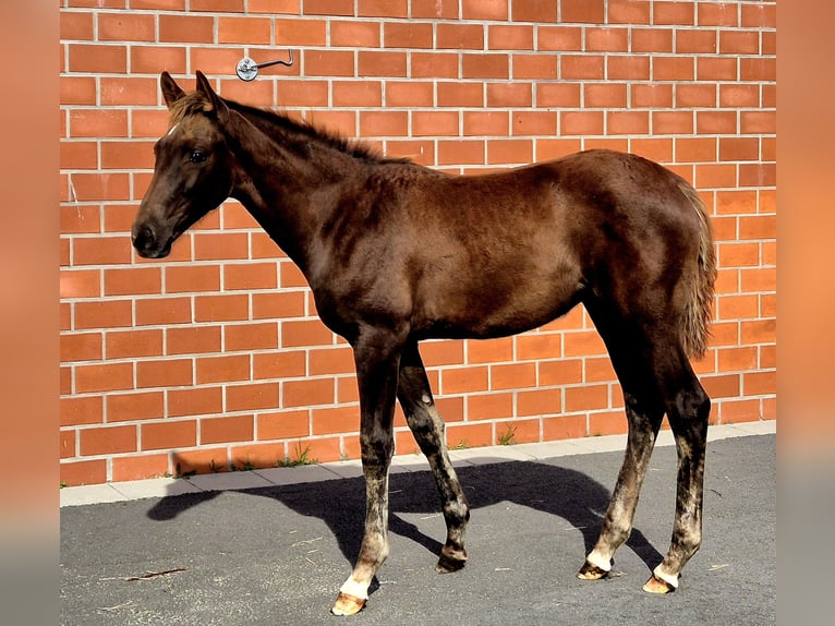 Hanovrien Jument 1 Année 170 cm Alezan brûlé in Ochtersum