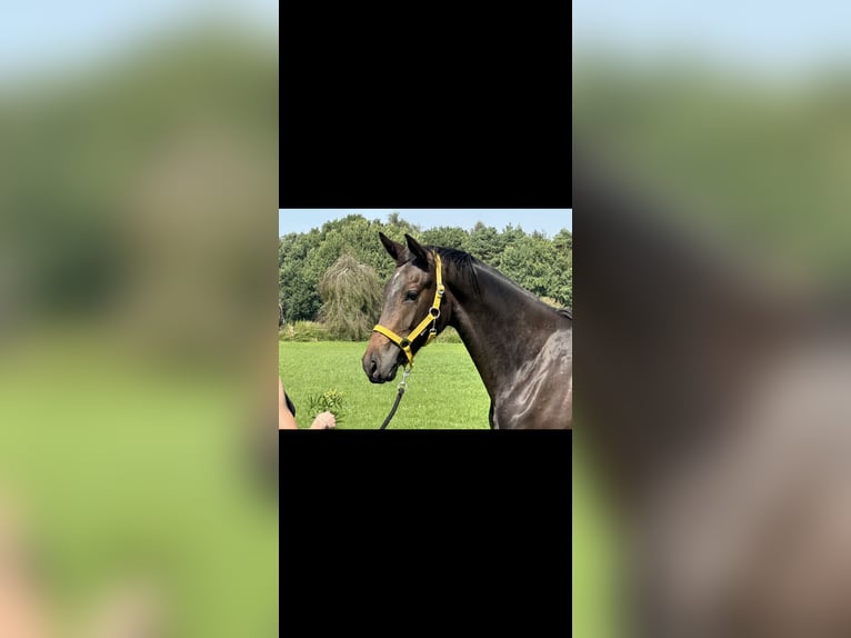 Hanovrien Jument 1 Année 170 cm Bai brun in Langwedel