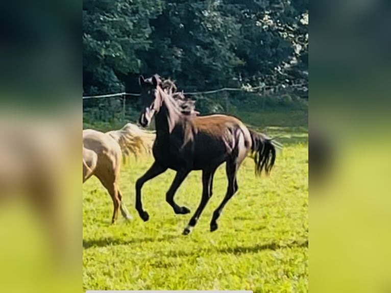 Hanovrien Jument 1 Année 170 cm Bai brun in Hetschburg