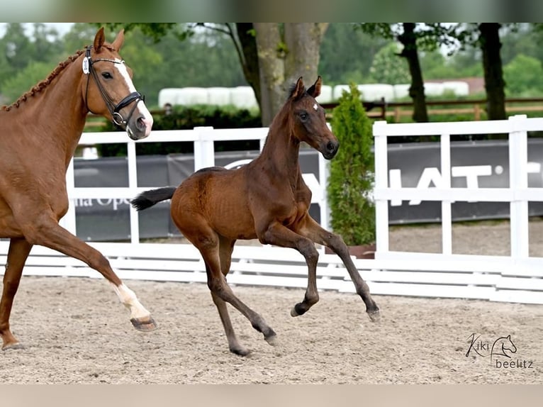 Hanovrien Jument 1 Année 170 cm Bai brun in Niederlangen