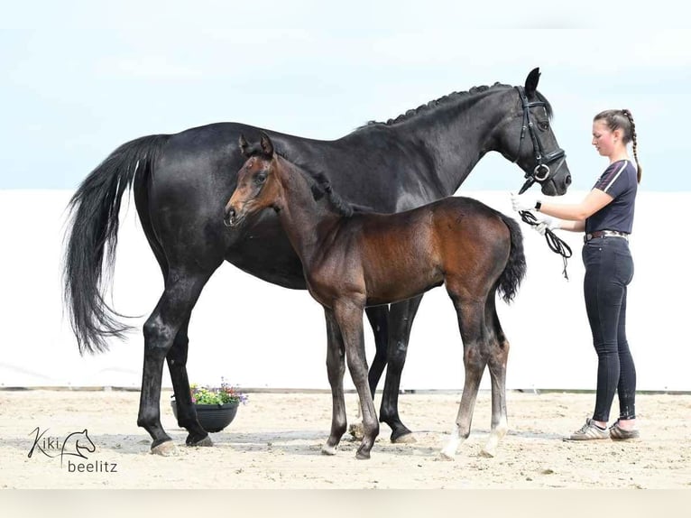 Hanovrien Jument 1 Année 170 cm Bai brun foncé in Königslutter am Elm