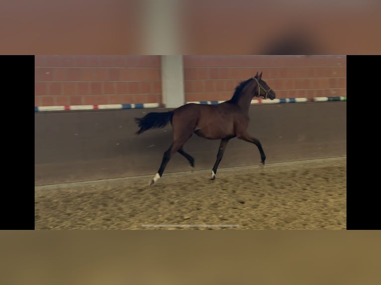 Hanovrien Jument 1 Année 170 cm Bai in Langwedel