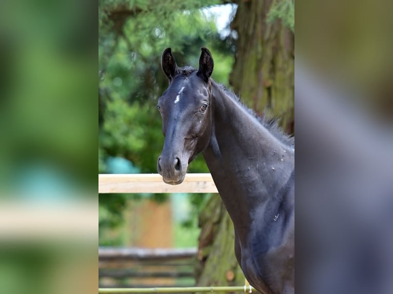 Hanovrien Jument 1 Année 170 cm Noir in Eisingen