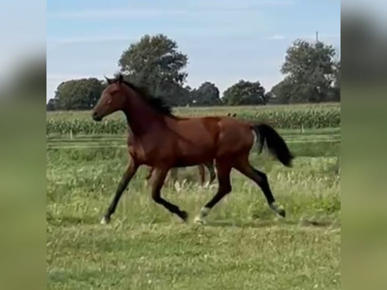 Hanovrien Jument 1 Année 172 cm Bai in M&#xFC;hlenberge
