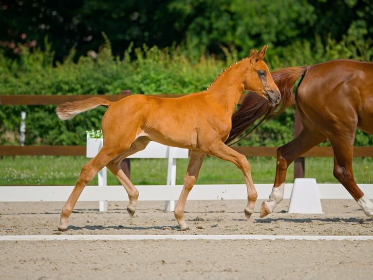 Hanovrien Jument 1 Année Alezan brûlé in Bernau