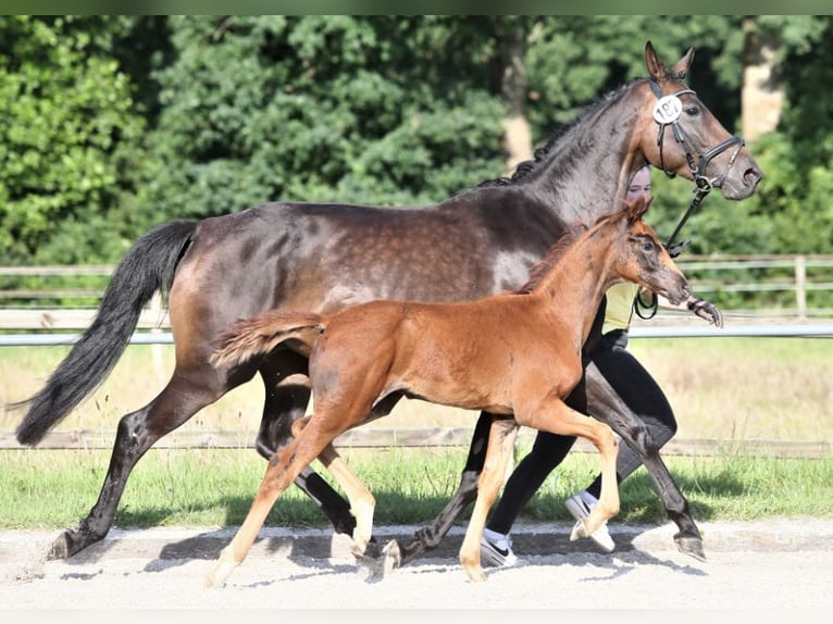 Hanovrien Jument 1 Année Alezan brûlé in Ihlow